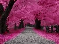 pic for beautiful pink 